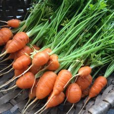 carottes-baby-apero